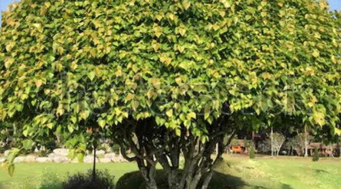 Fig Trees & The End of the World