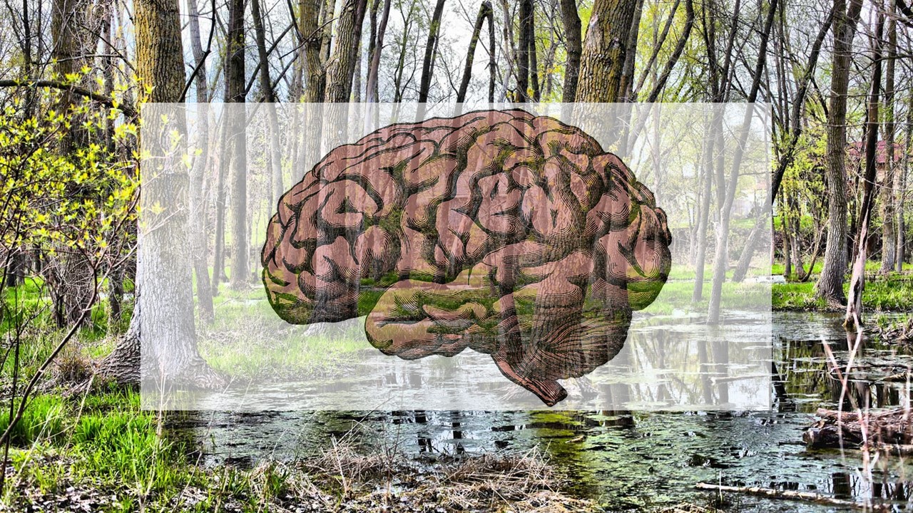 Drain the Brain [Swamp]! | Equipping believers to become followers ...